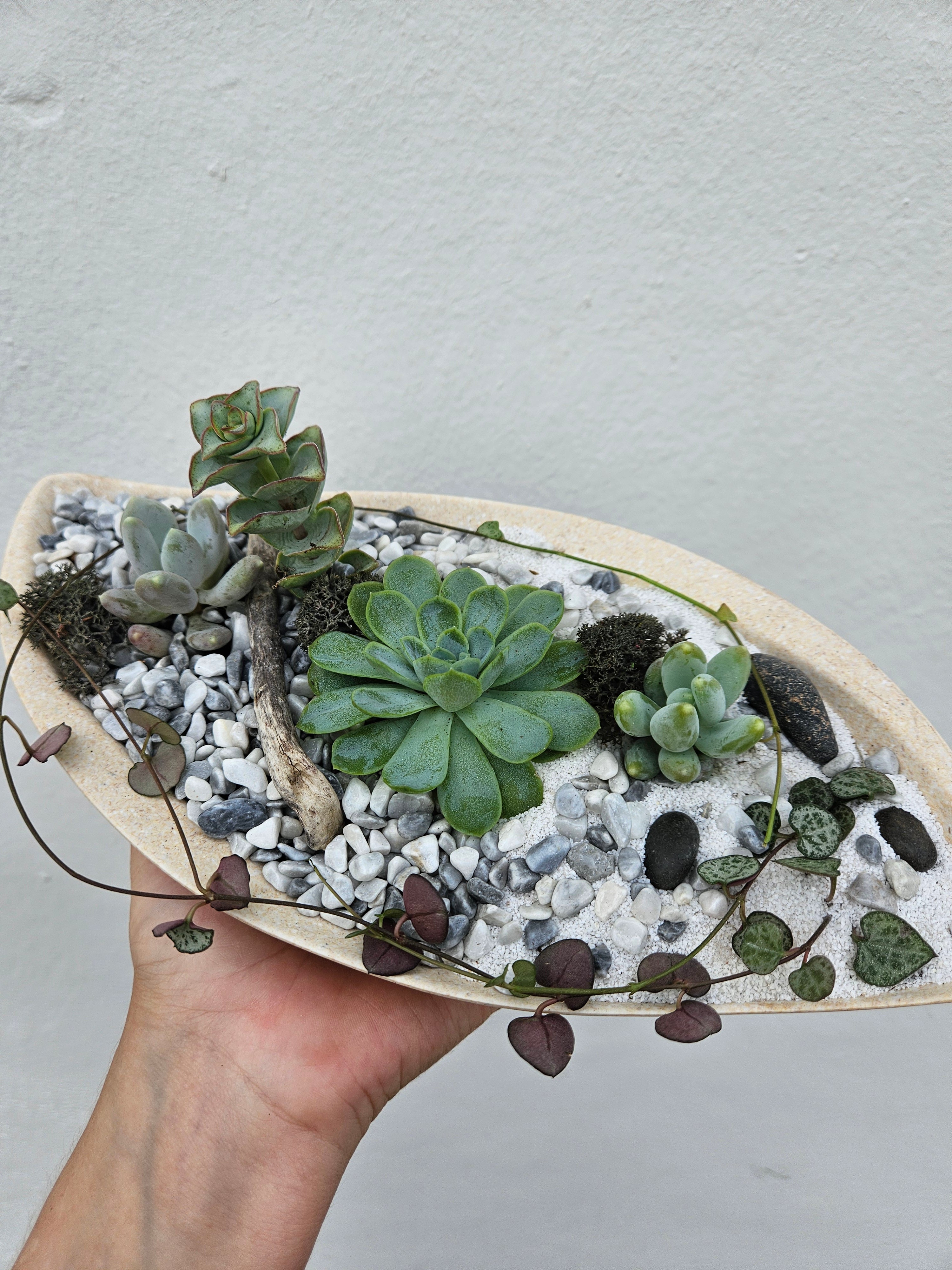 Small round husk disk open terrarium | Between Two Thorns