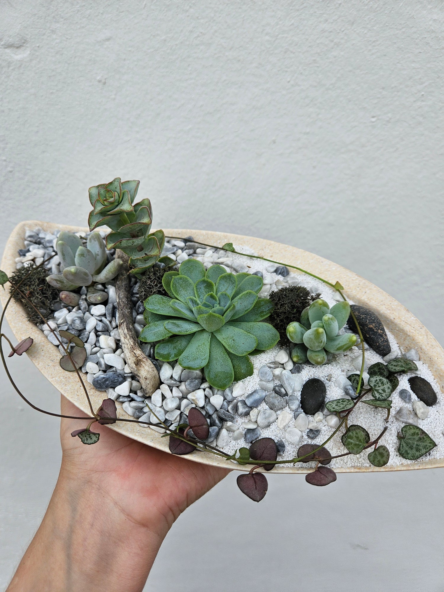 Small round husk disk open terrarium | Between Two Thorns