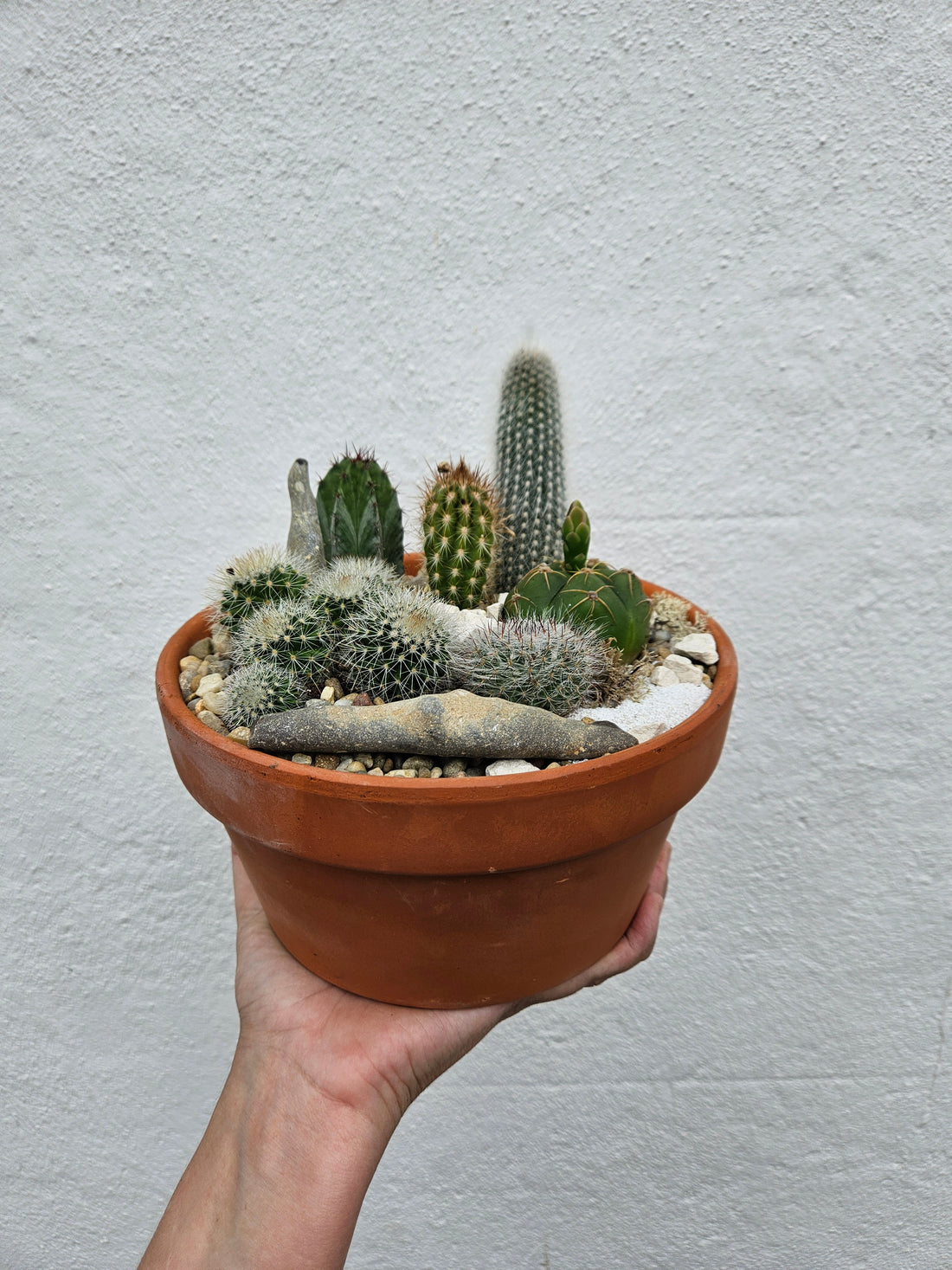 Terracotta Bowl with Cacti- Open Terrarium