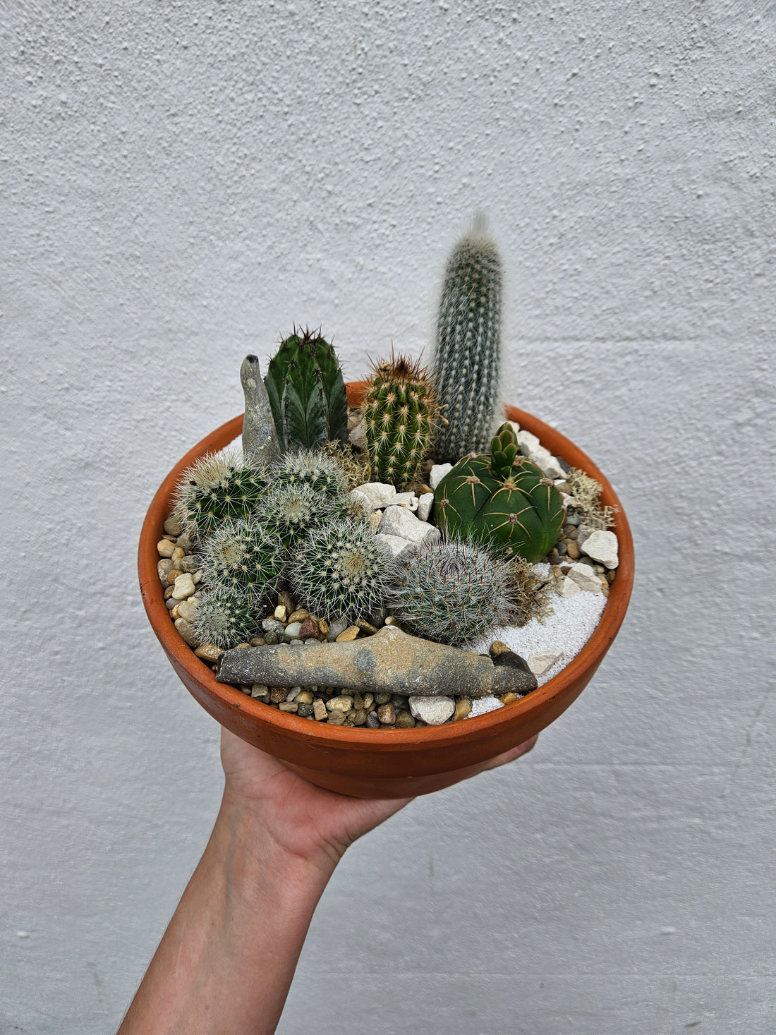 Terracotta Bowl with Cacti- Open Terrarium