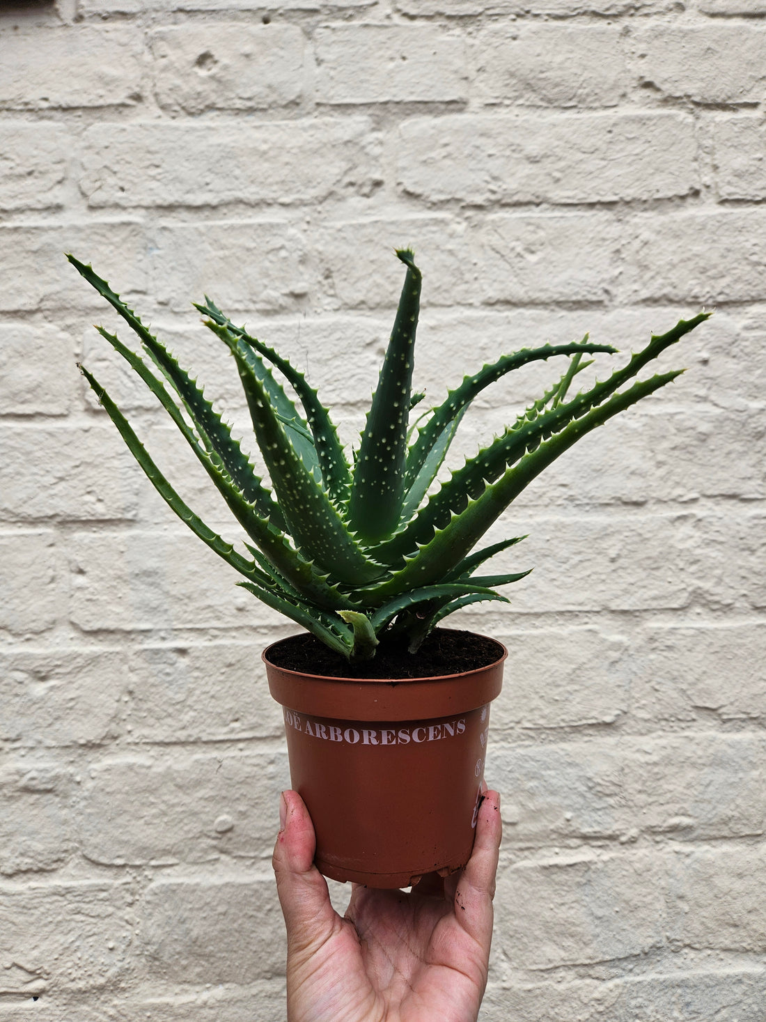 Aloe arborescens (Candelabra aloe)
