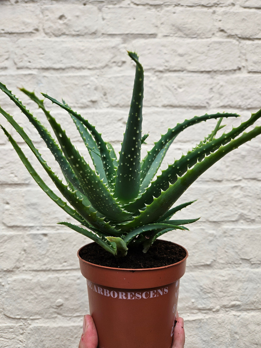 Aloe arborescens (Candelabra aloe)