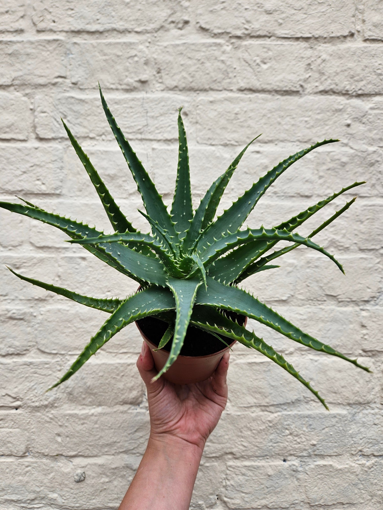 Aloe arborescens (Candelabra aloe)