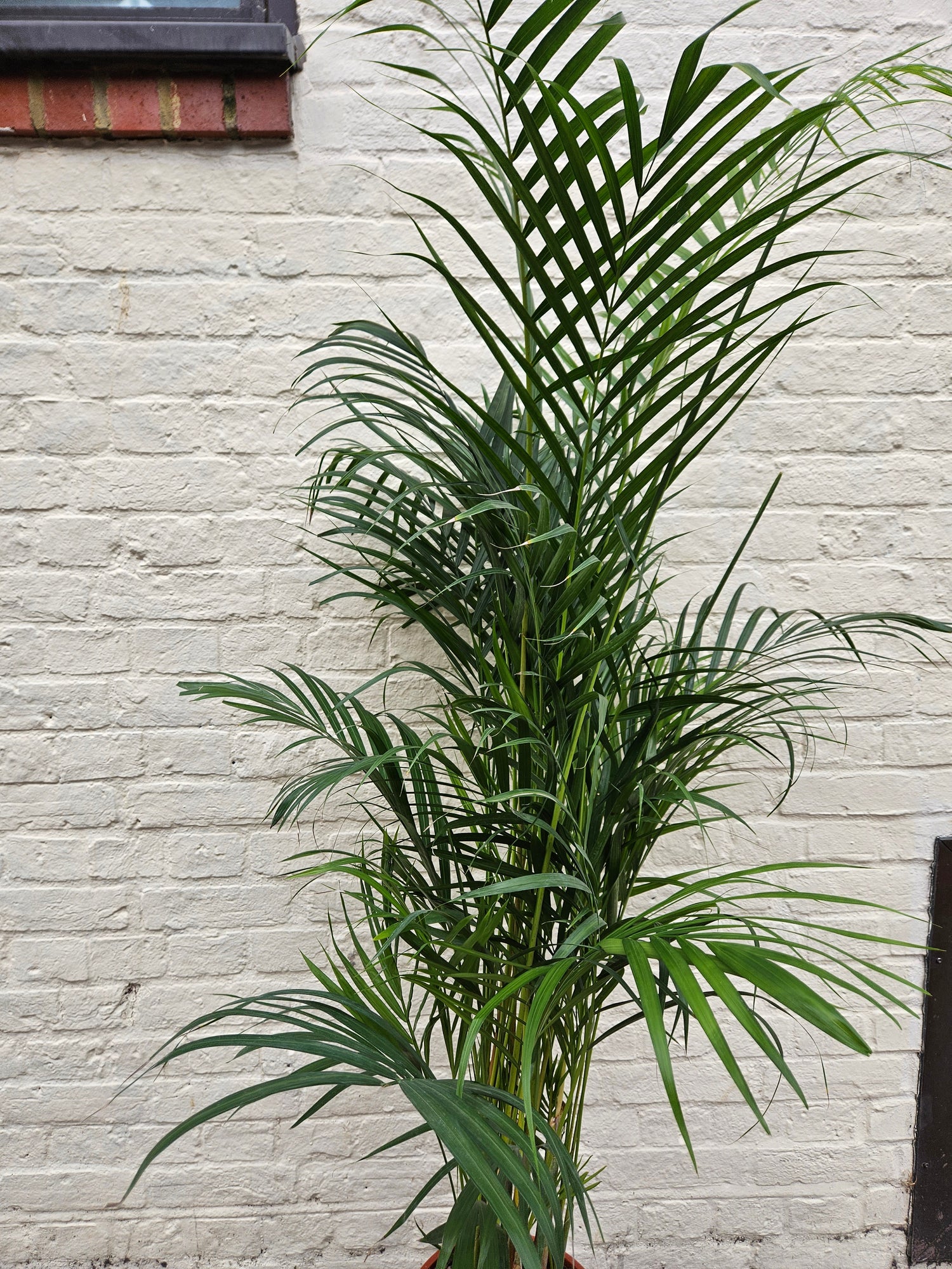 Dypsis lutescens (Areca palm/ Butterfly palm)