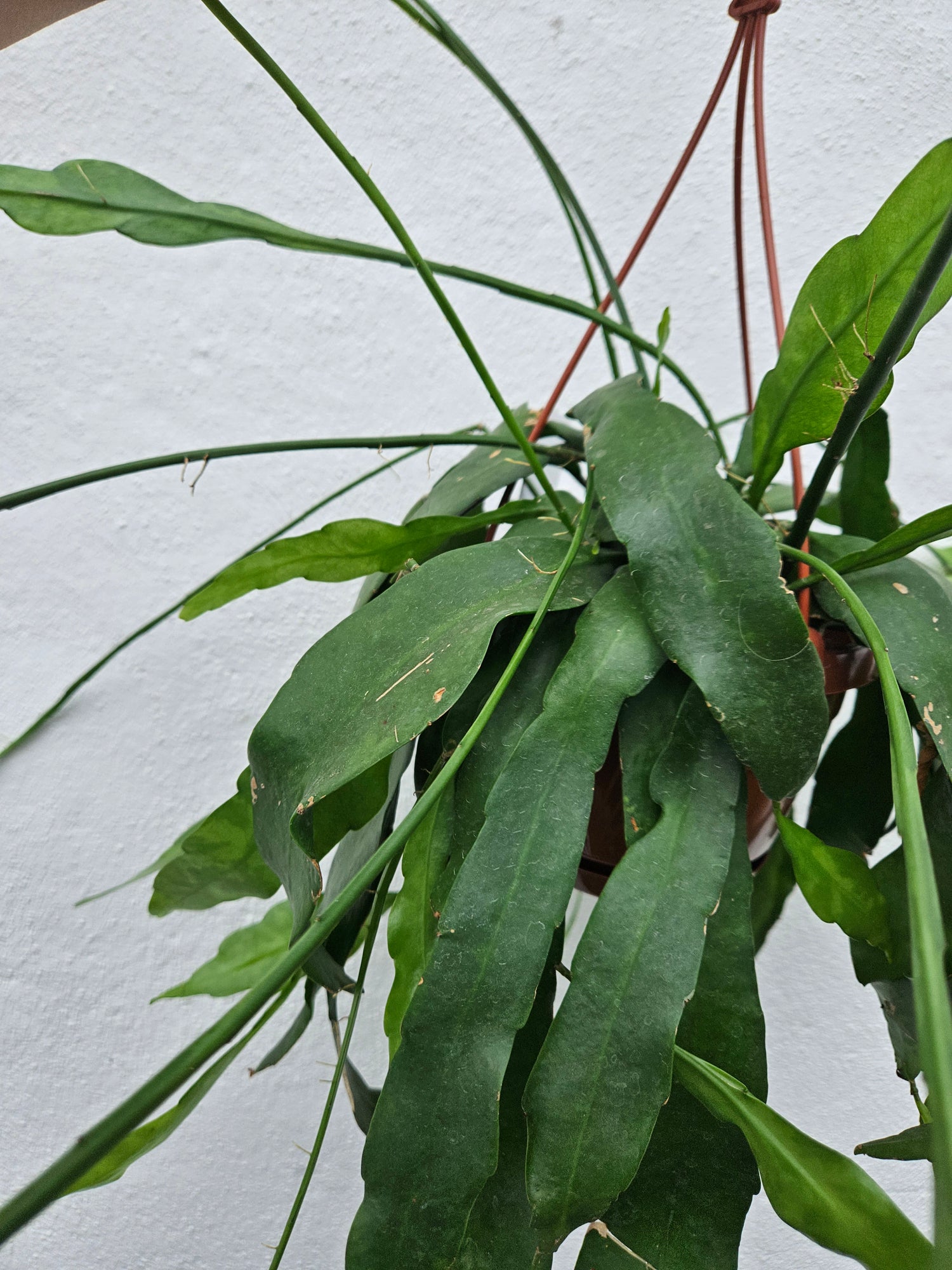 Epiphyllum pumilum (Orchid cactus) in hanging pot