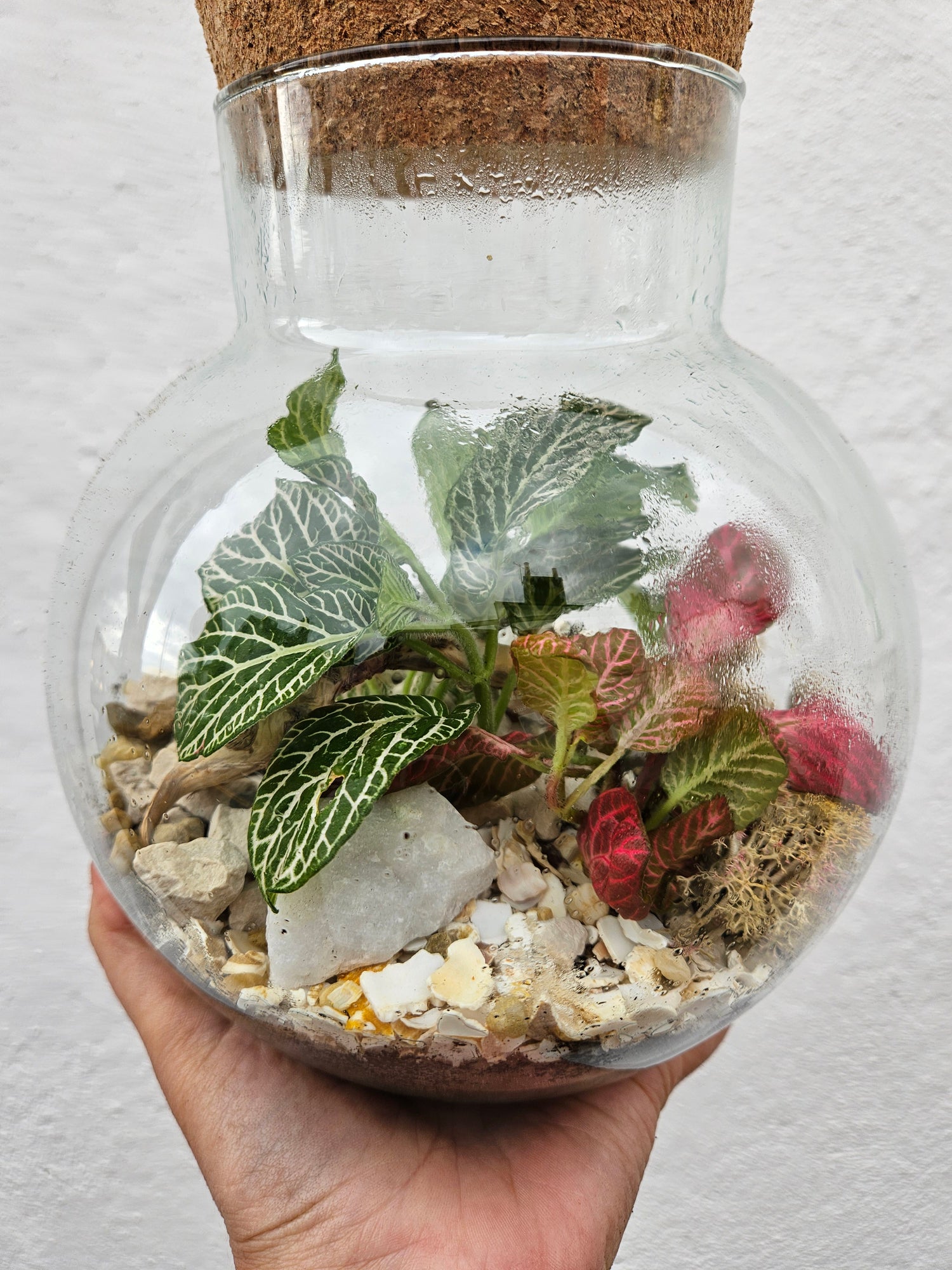 Small Round Glass Closed Terrarium