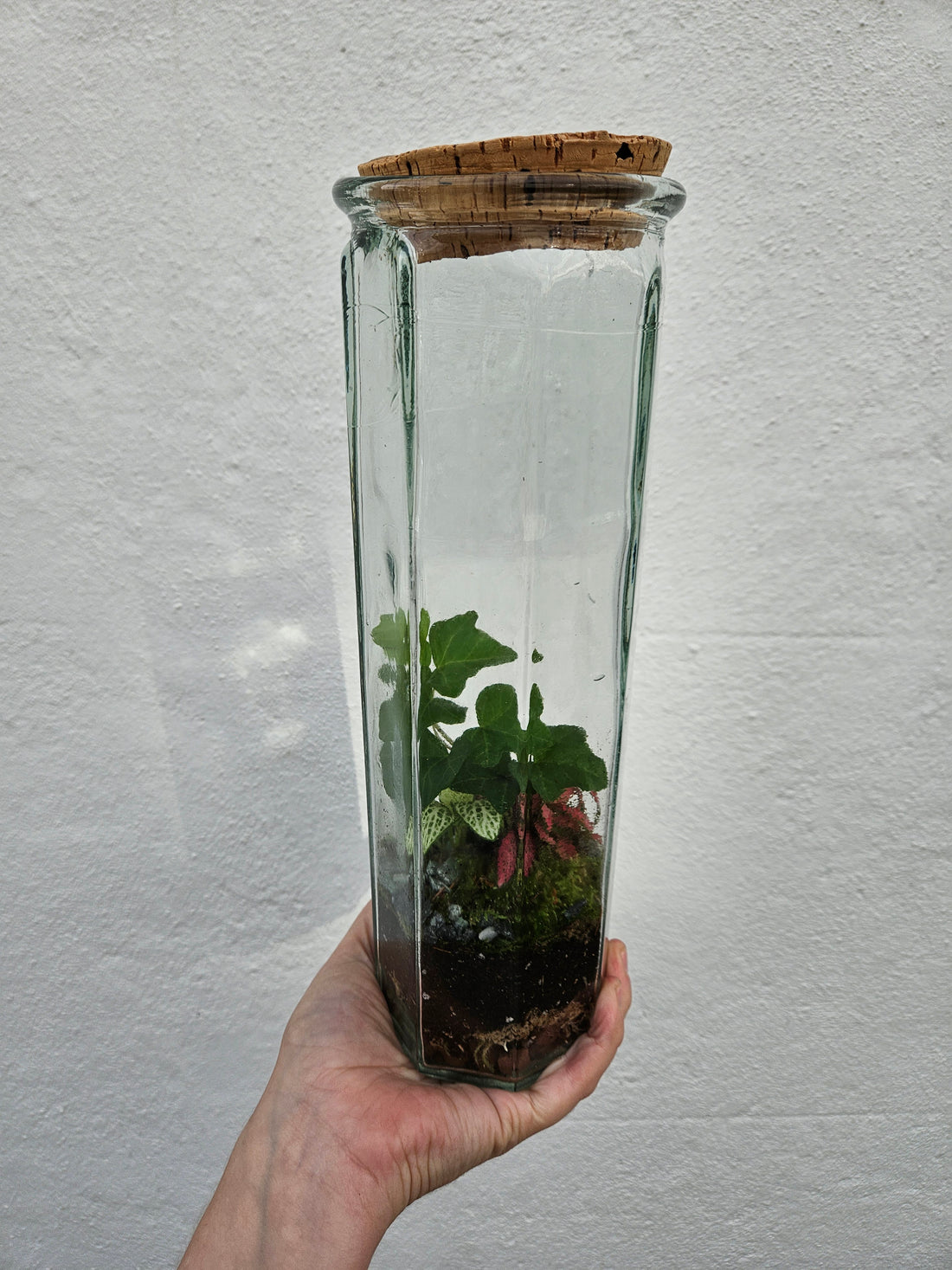 Tall Glass spaghetti jar Closed Terrarium