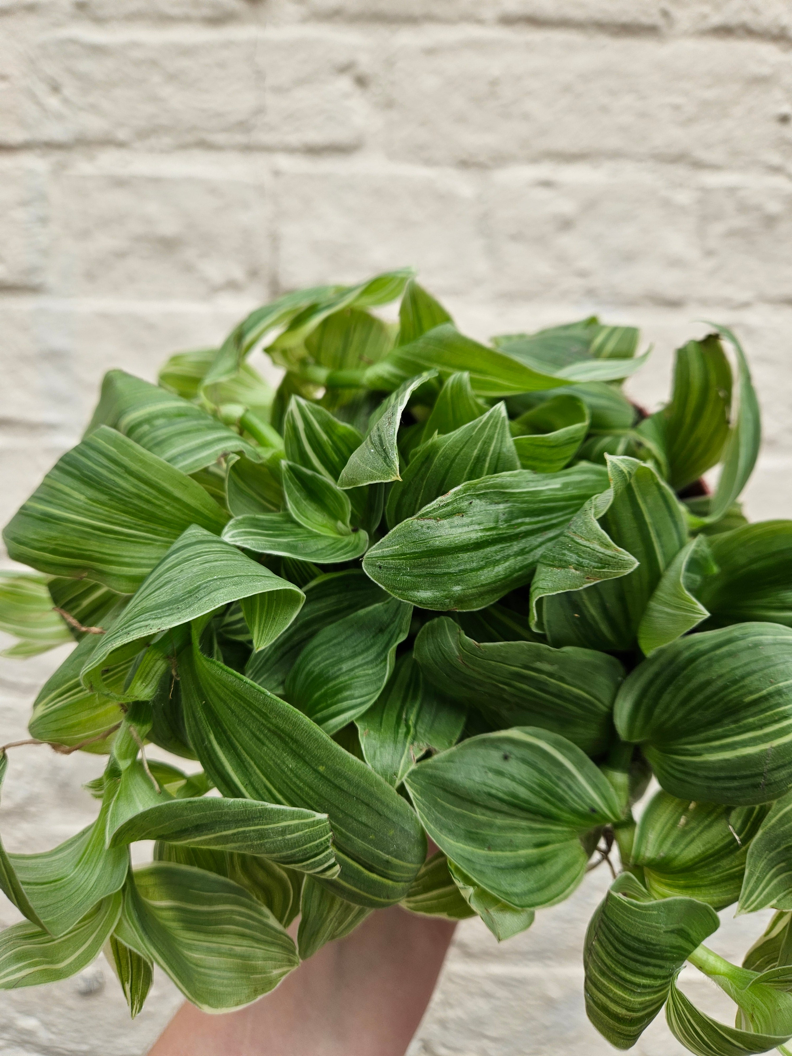 Tradescantia fluminensis &