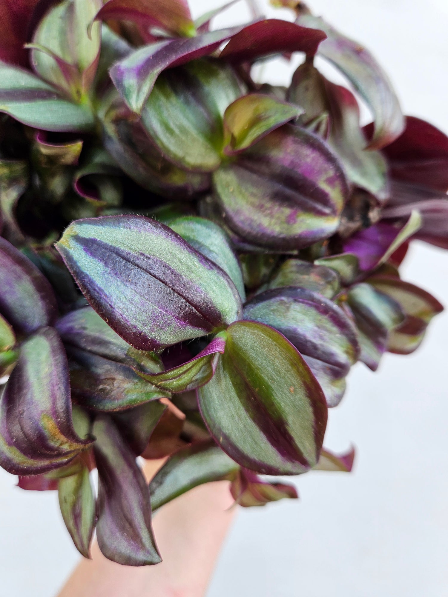 Tradescantia zebrina &