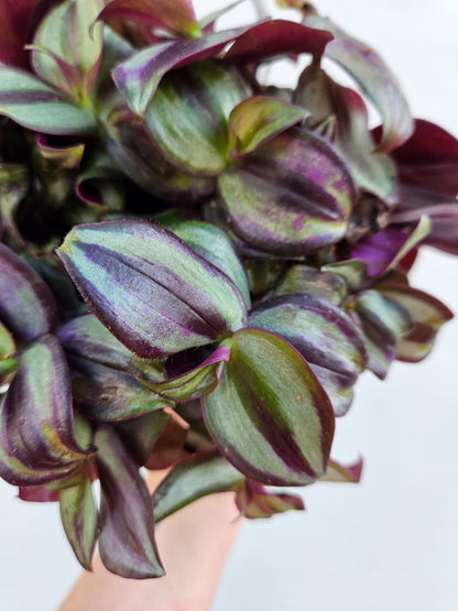 Tradescantia zebrina &