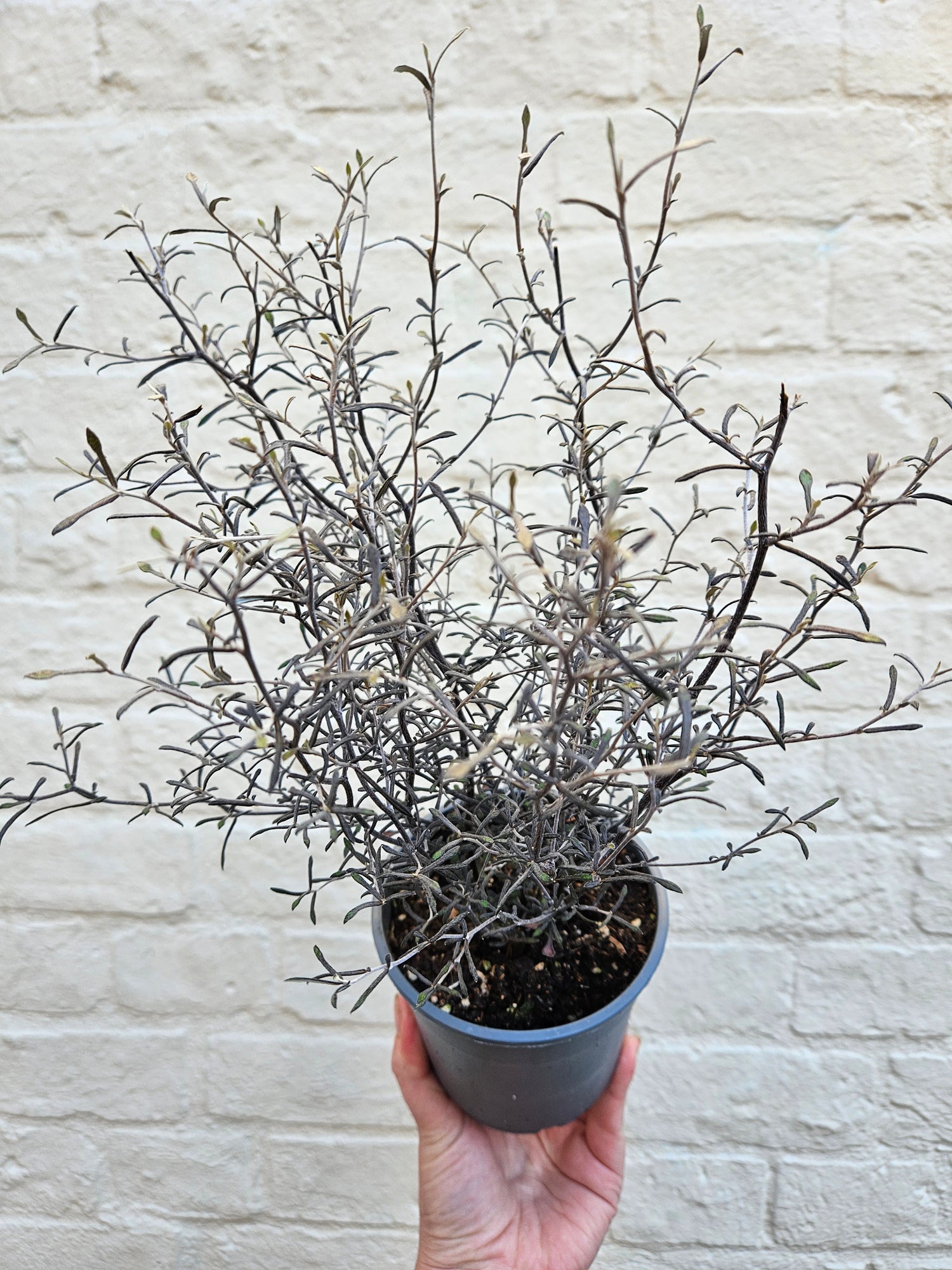 Corokia cotoneaster &