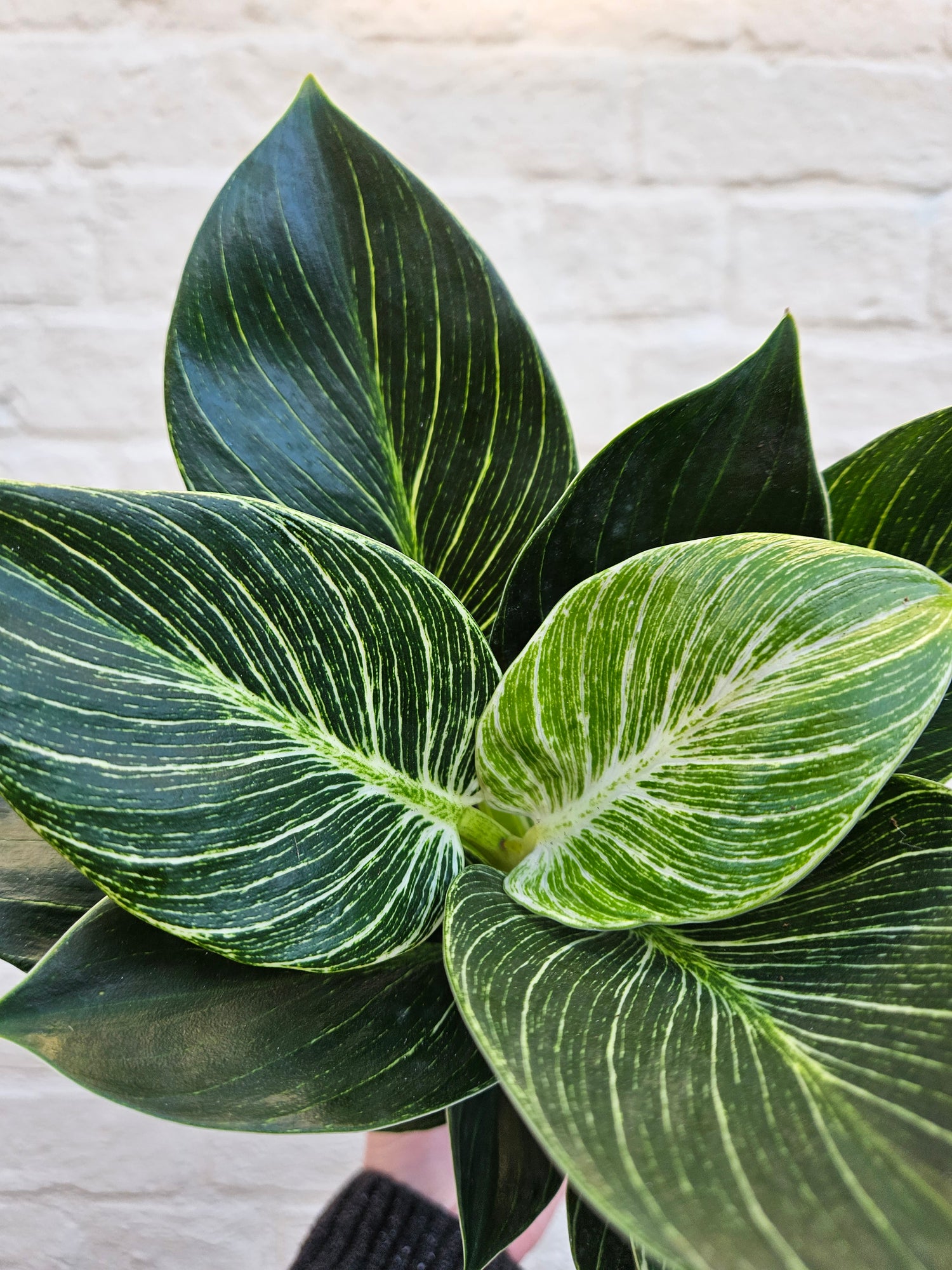 Philodendron birkin &