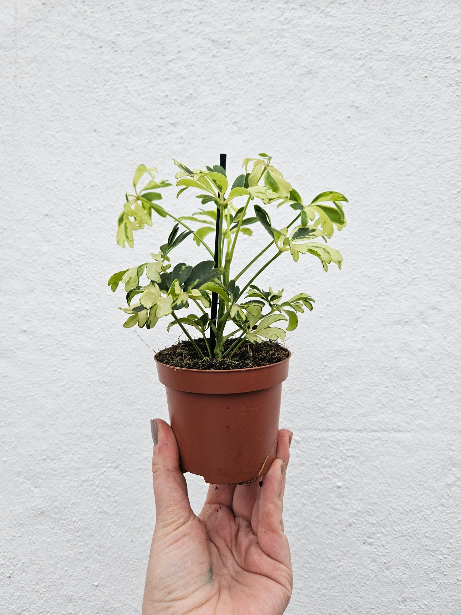 Schefflera arboricola &