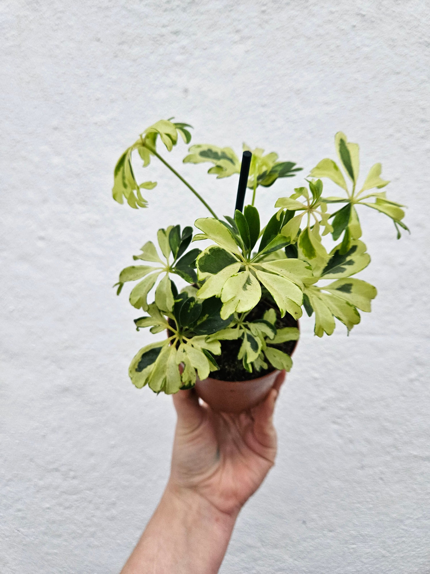 Schefflera arboricola &
