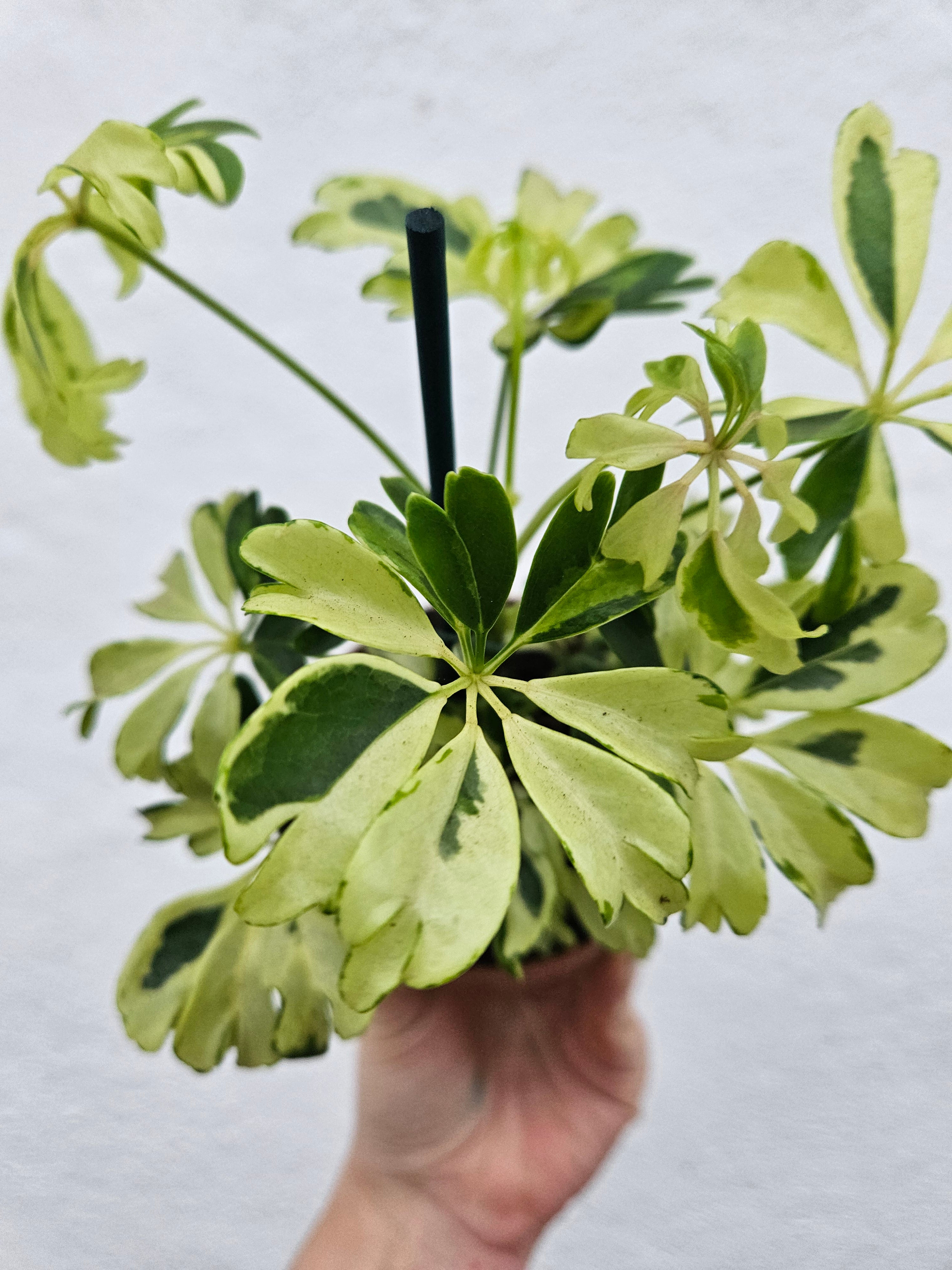 Schefflera arboricola &