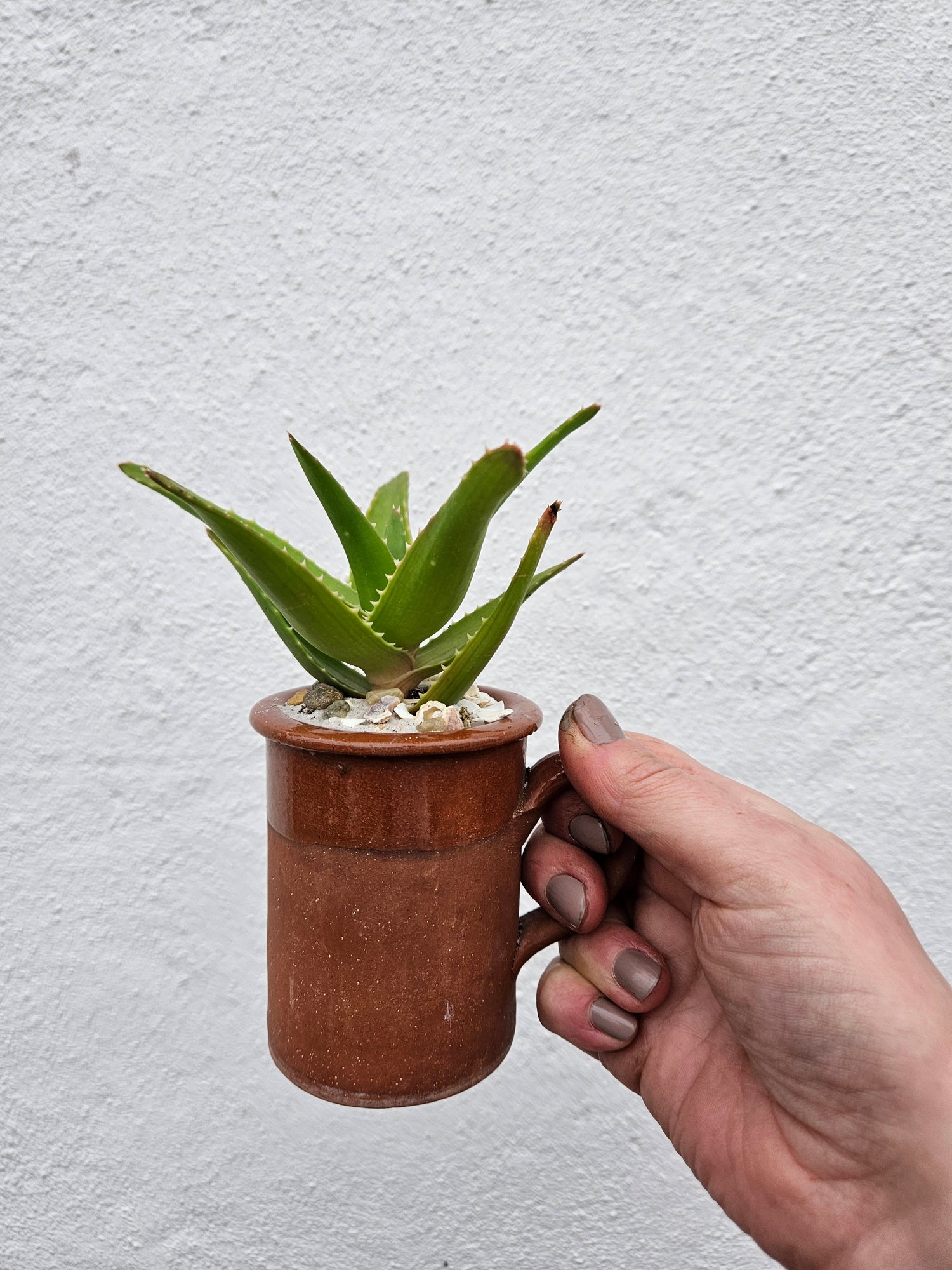 Small Cacti and Succulent Planter Mugs