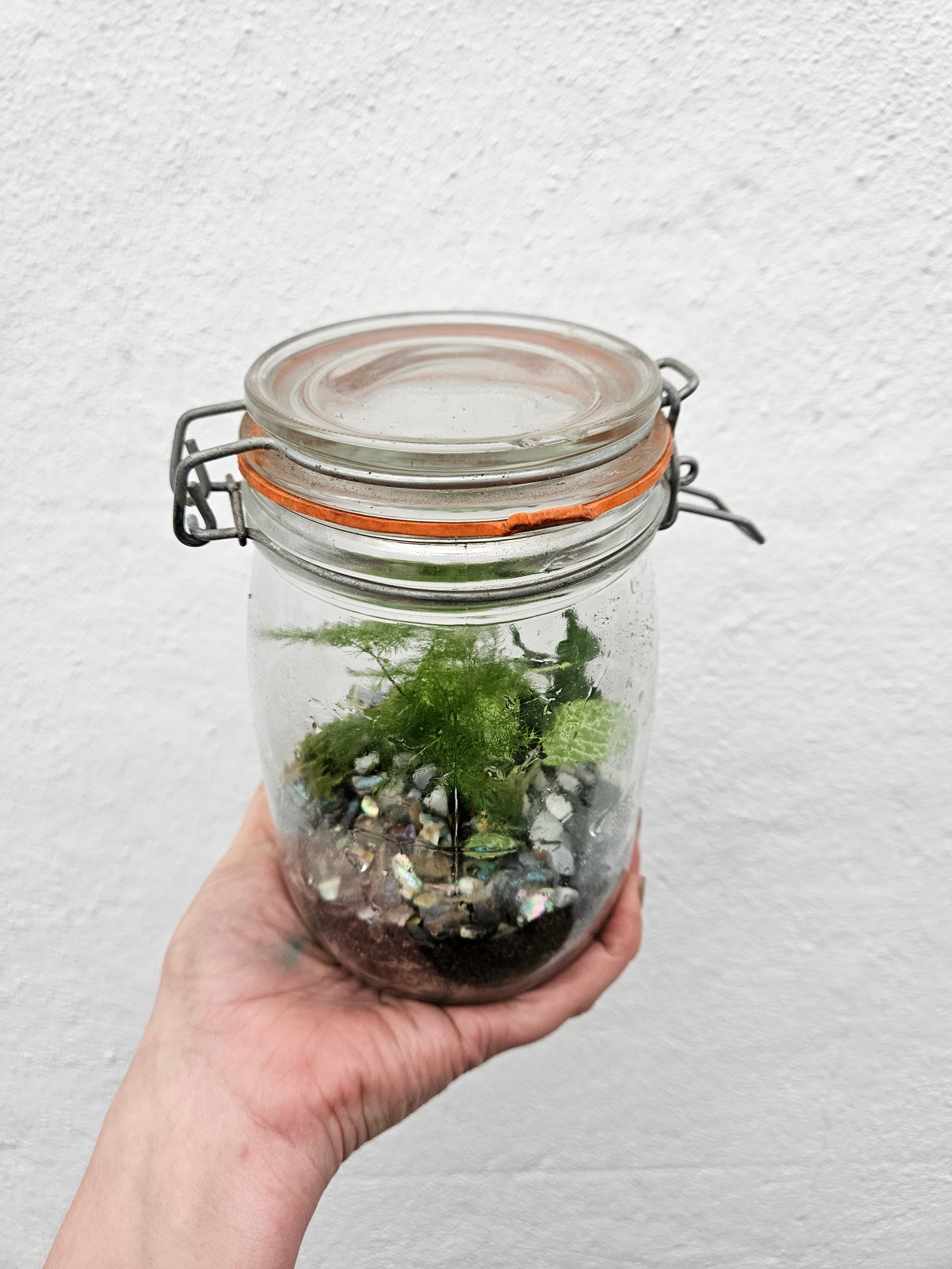 Kilner Jar Terrarium