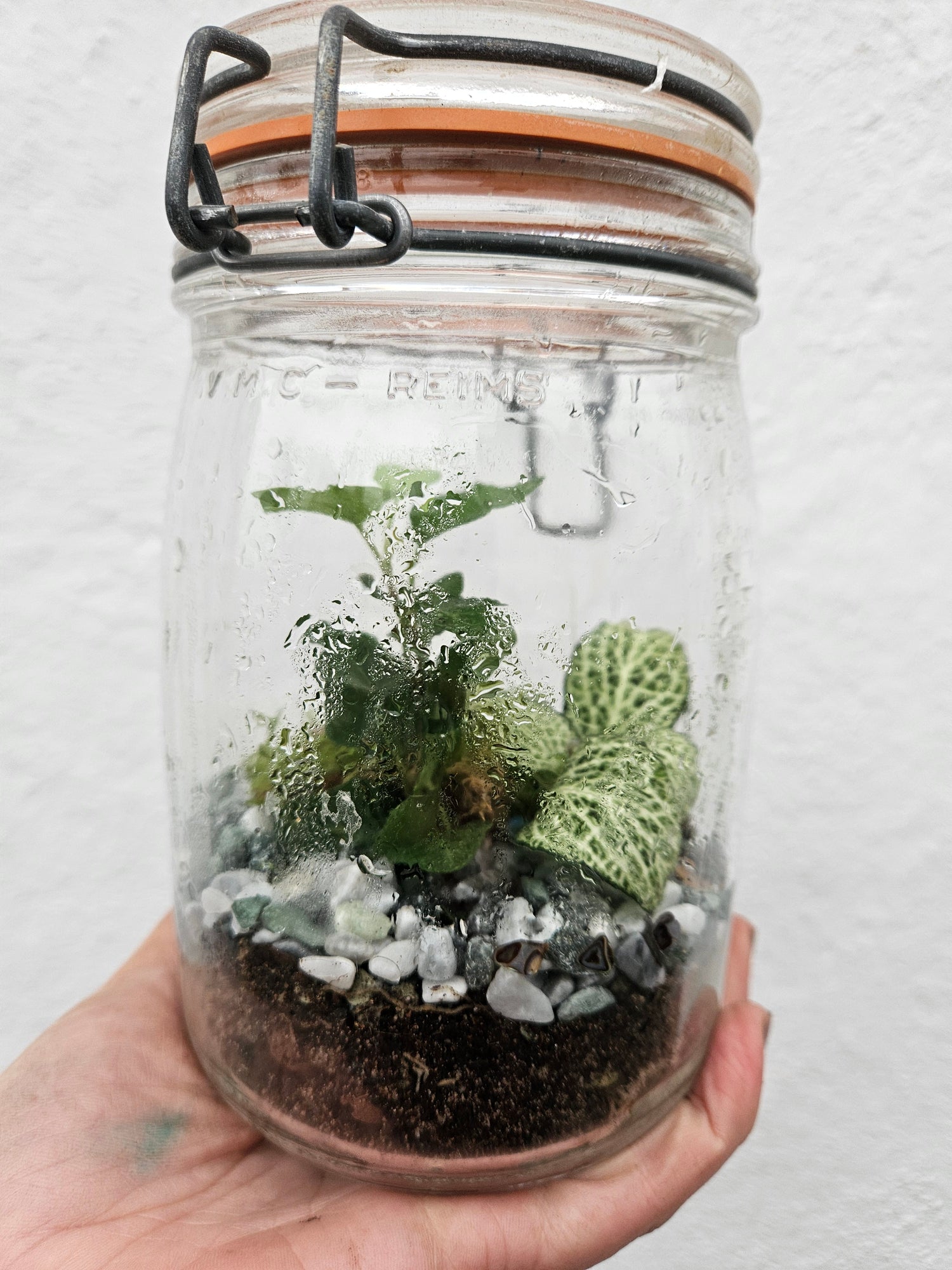 Kilner Jar Terrarium