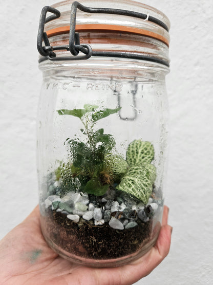 Kilner Jar Terrarium