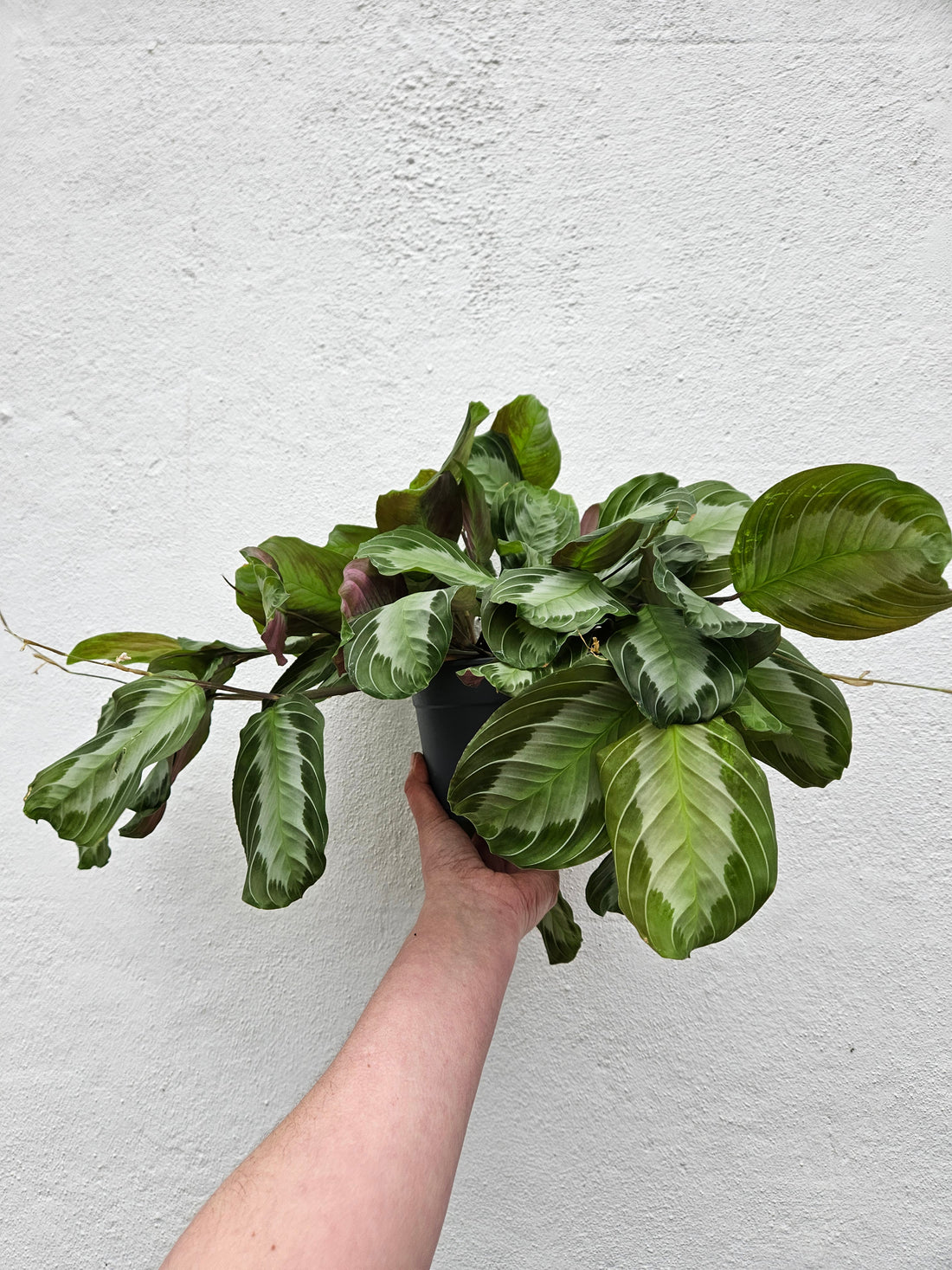 Maranta leuconeura &