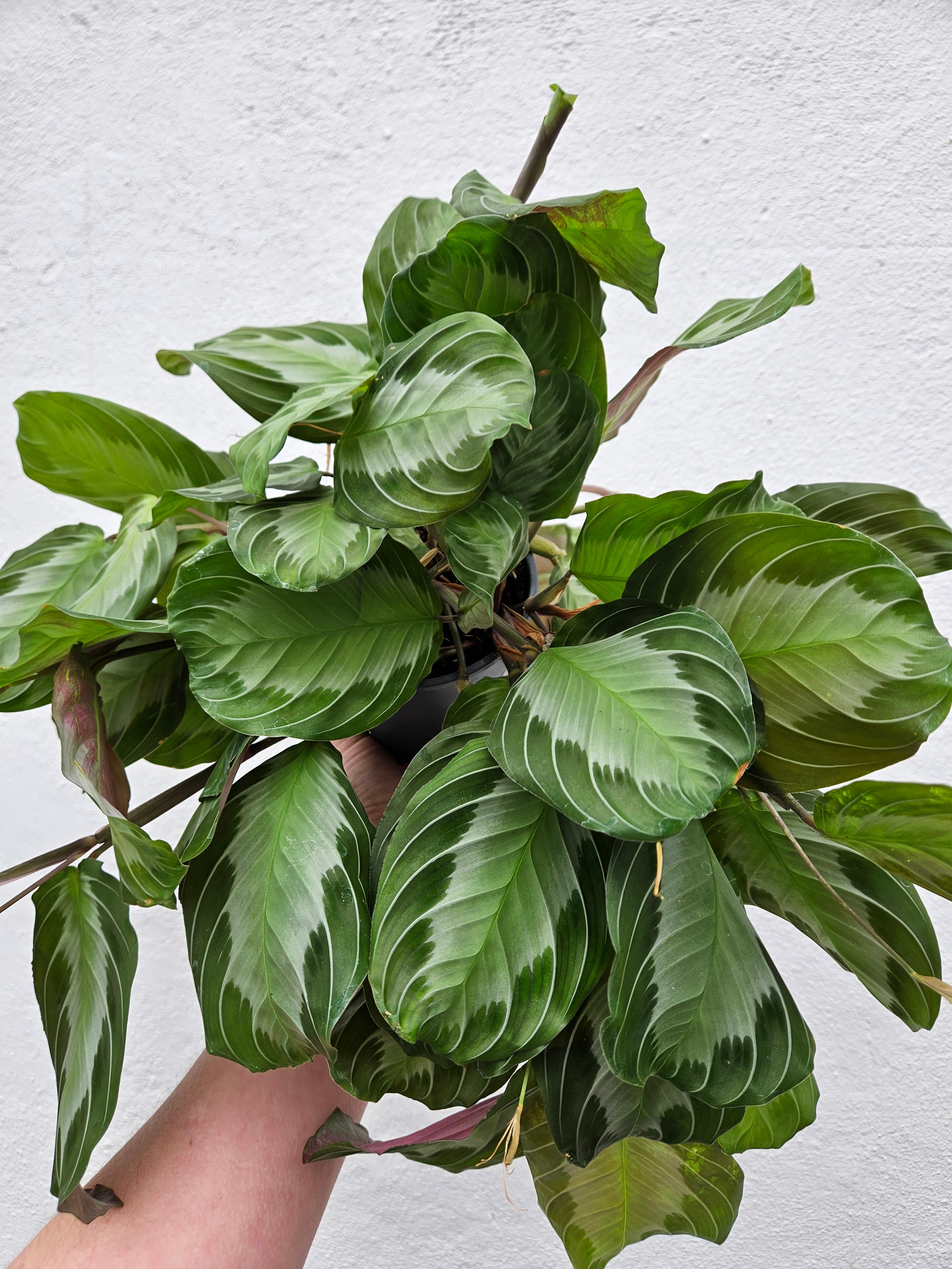 Maranta leuconeura &