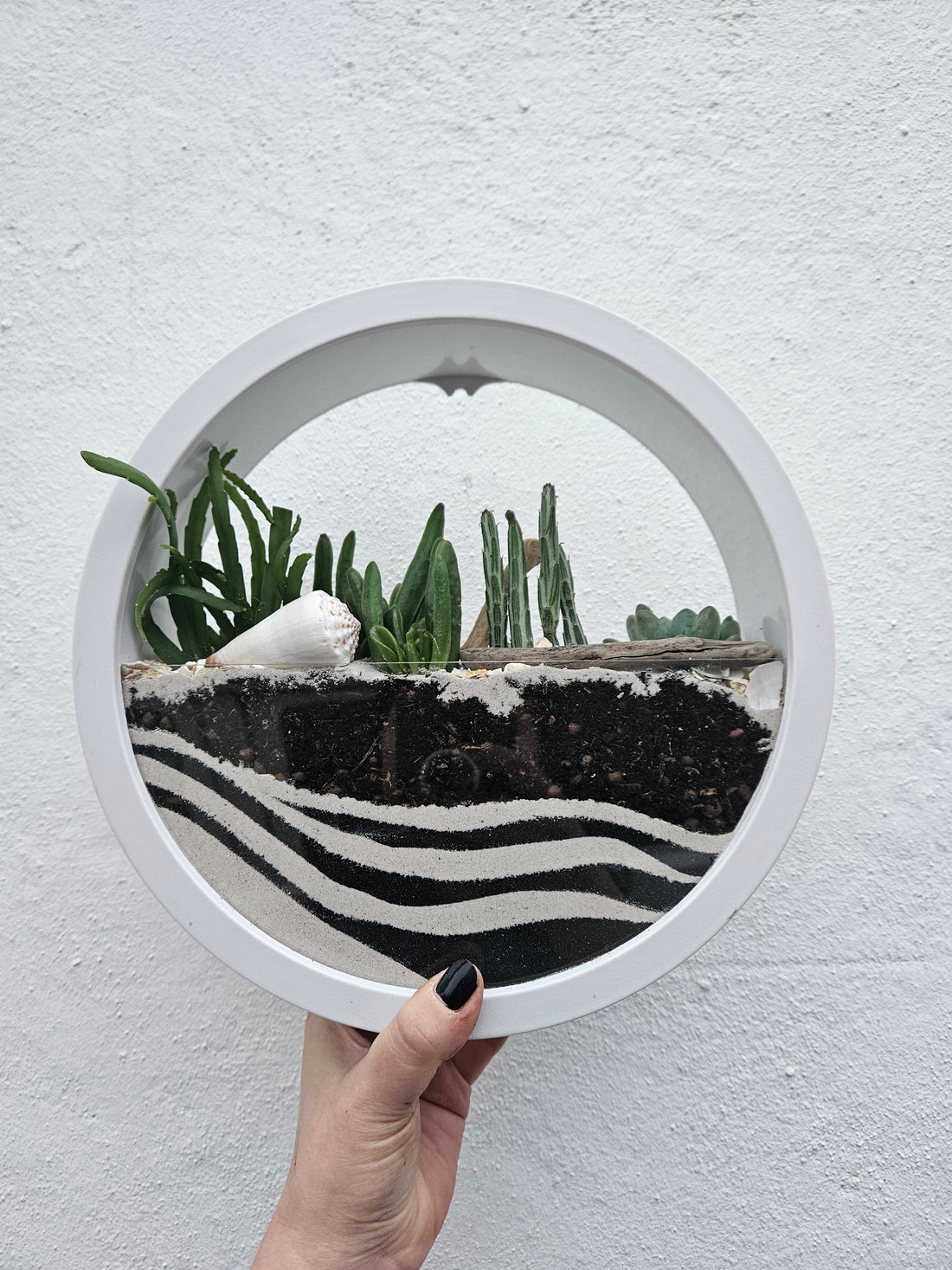 Wall Mounted Disc Succulent Planter -available in Black or White in 2 sizes