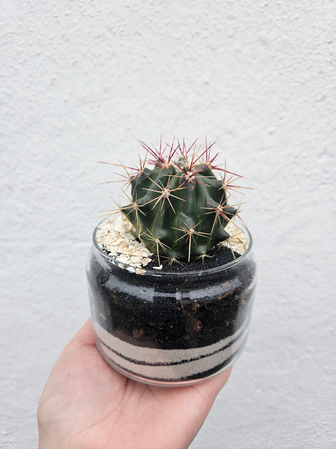 Small glass open terrarium
