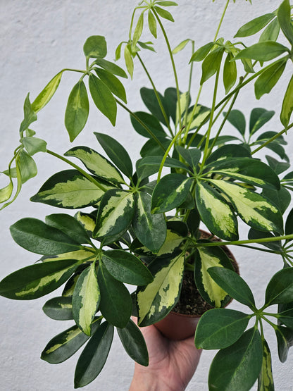 Schefflera arboricola &