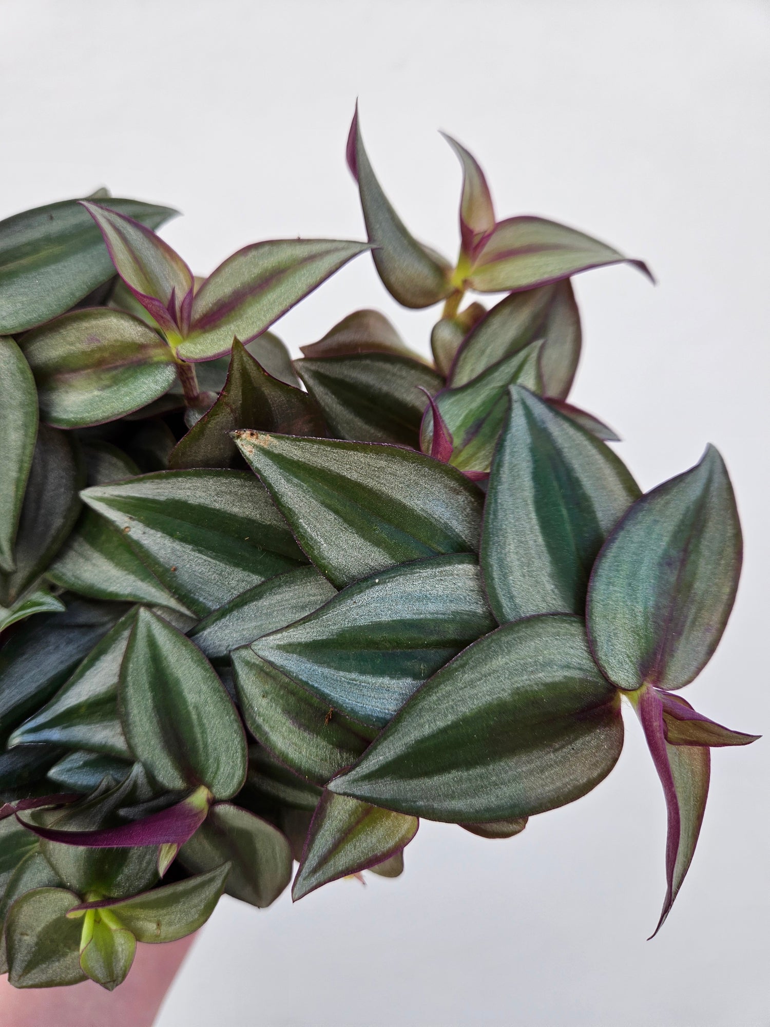 Tradescantia zebrina (Inch plant/ Wandering Dude)