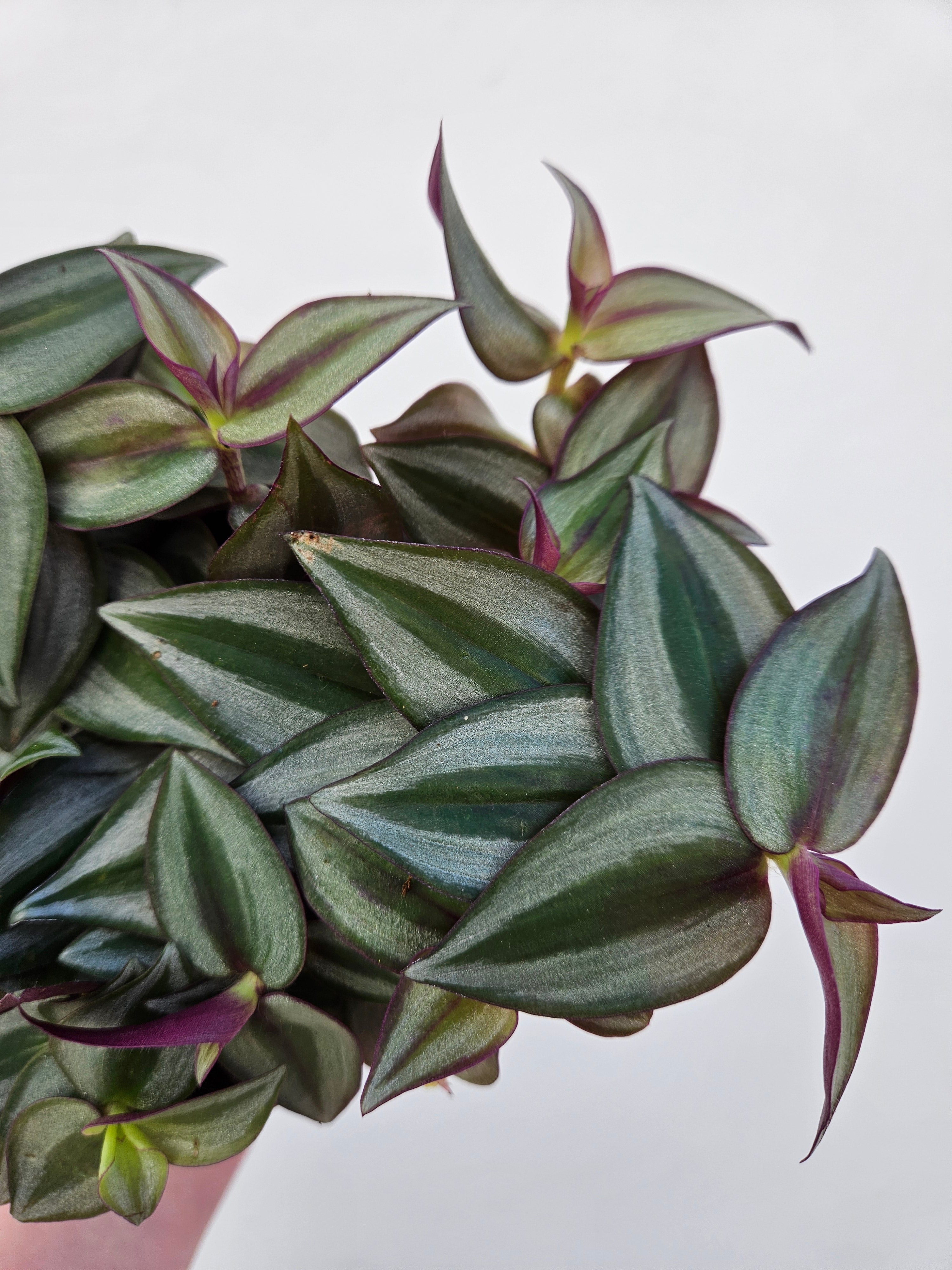 Tradescantia zebrina (Inch plant/ Wandering Dude)