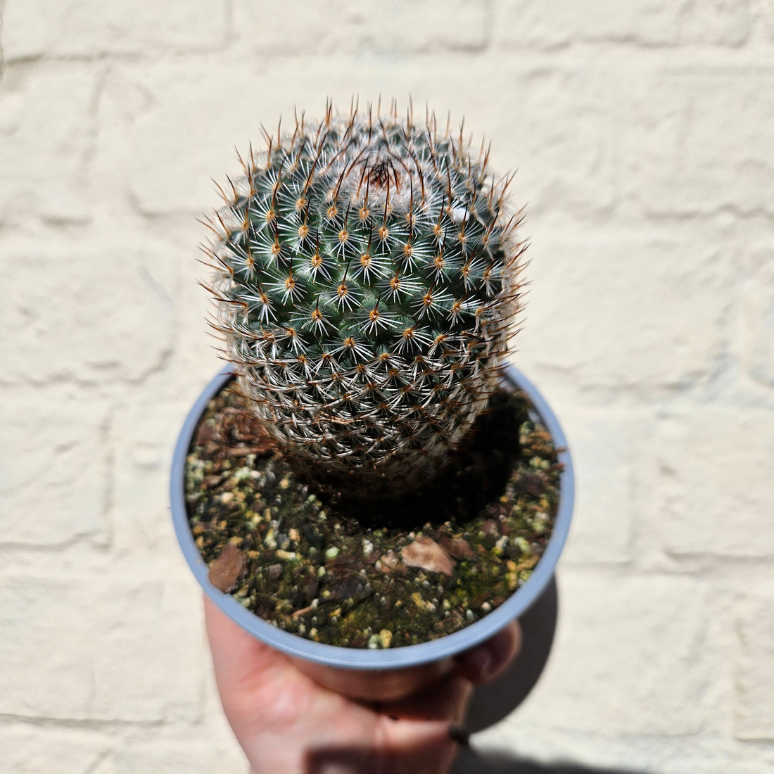 Mammillaria elegans (Pincushion cactus)- British Grown Cacti