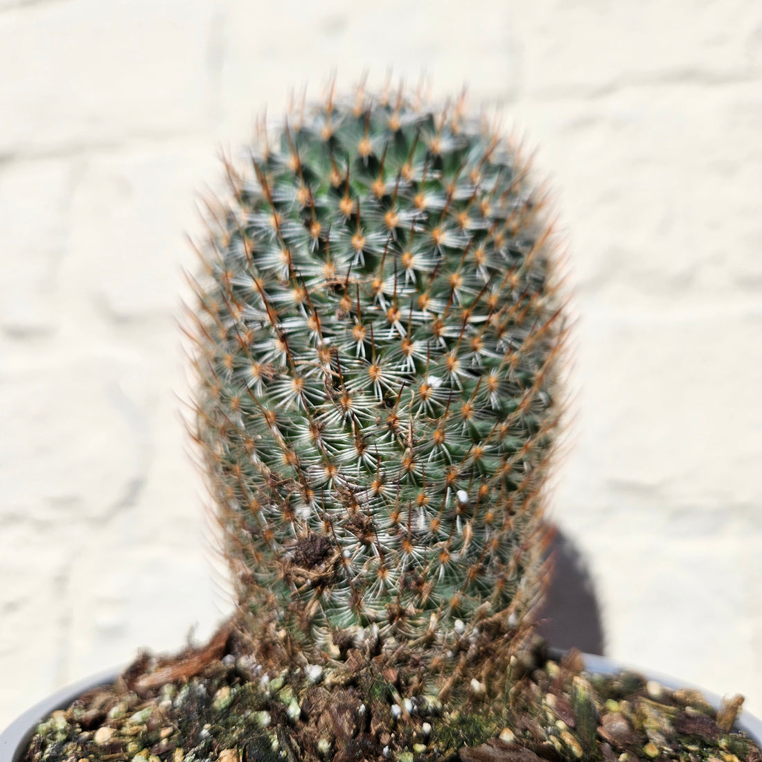 Mammillaria elegans (Pincushion cactus)- British Grown Cacti