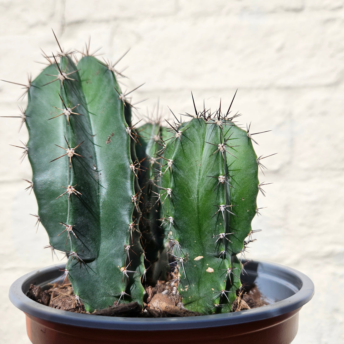 Stenocereus pruinosis (Grey Ghost Organ Pipe Cactus)- British Grown Cacti