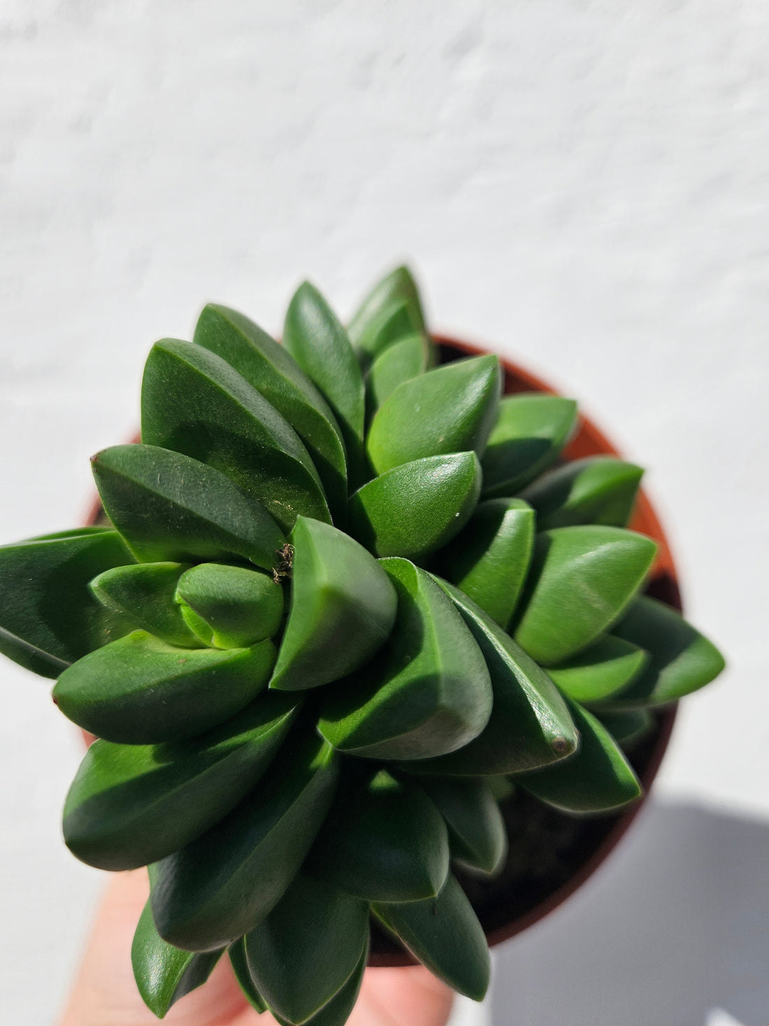 Crassula capitella ‘Benjamin’