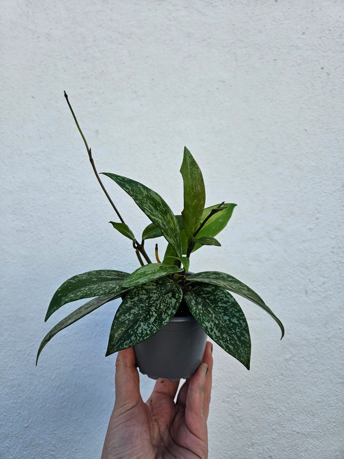 Hoya pubicalyx &