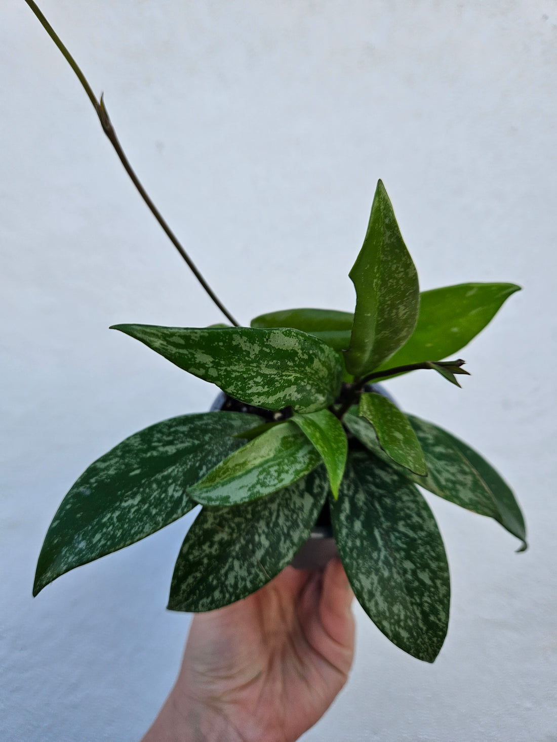 Hoya pubicalyx &