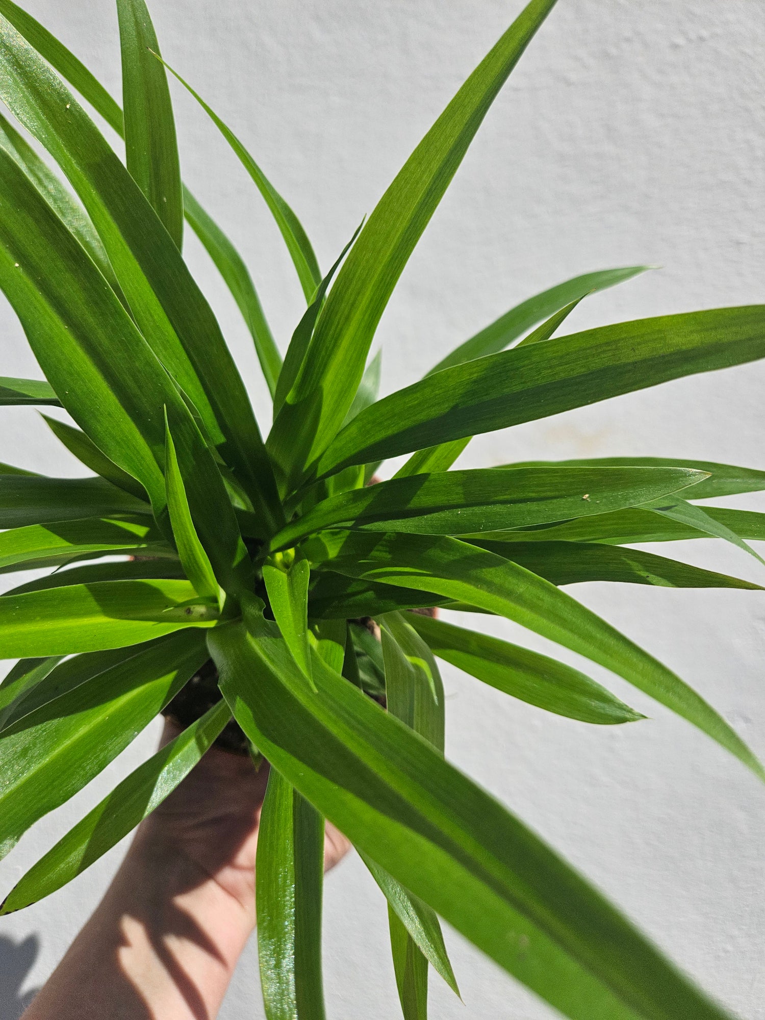 Chlorophytum comosum (Spider Plant)