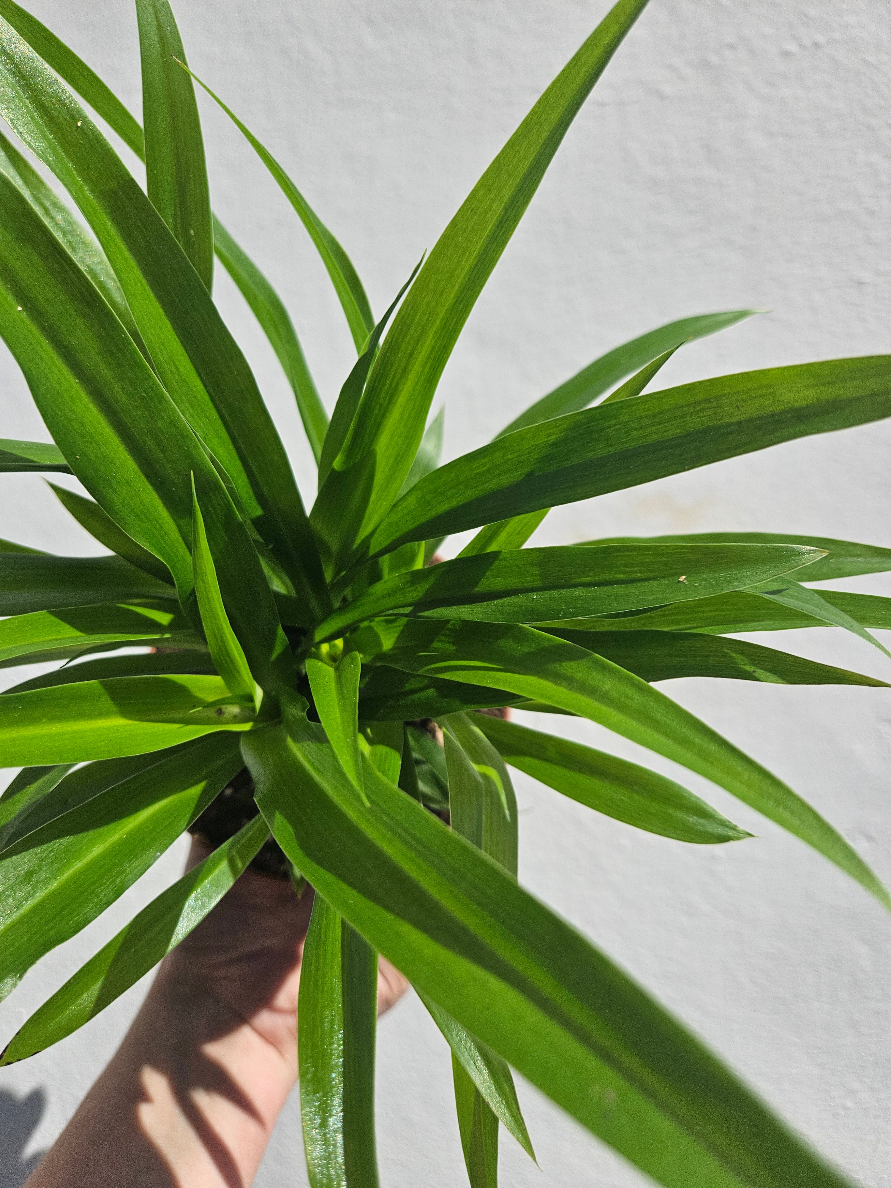 Chlorophytum comosum (Spider Plant)
