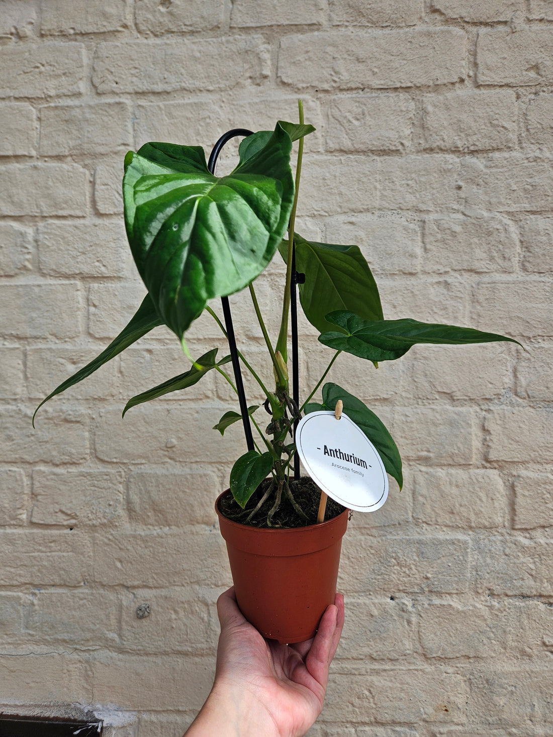 Anthurium balaoanum (Angel wings Anthurium)