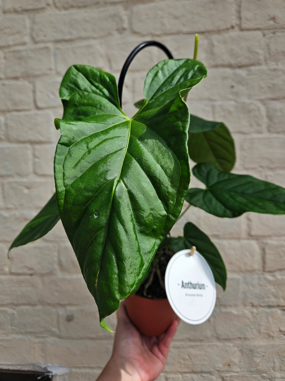 Anthurium balaoanum (Angel wings Anthurium)