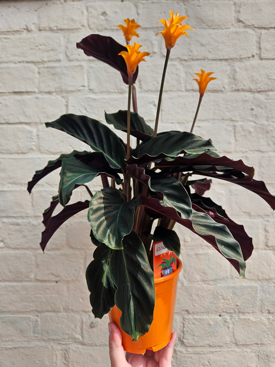 Goeppertia crocata &