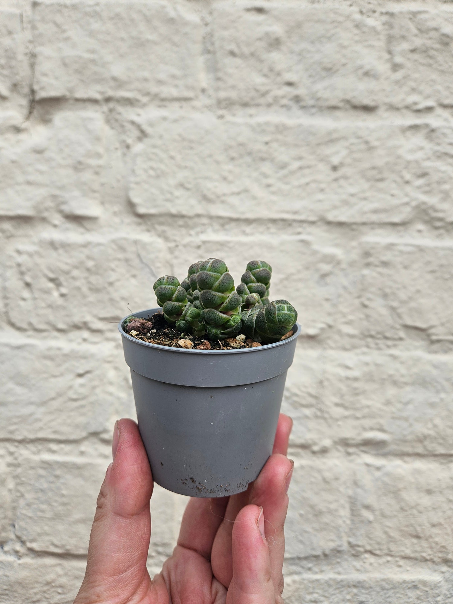 Crassula &