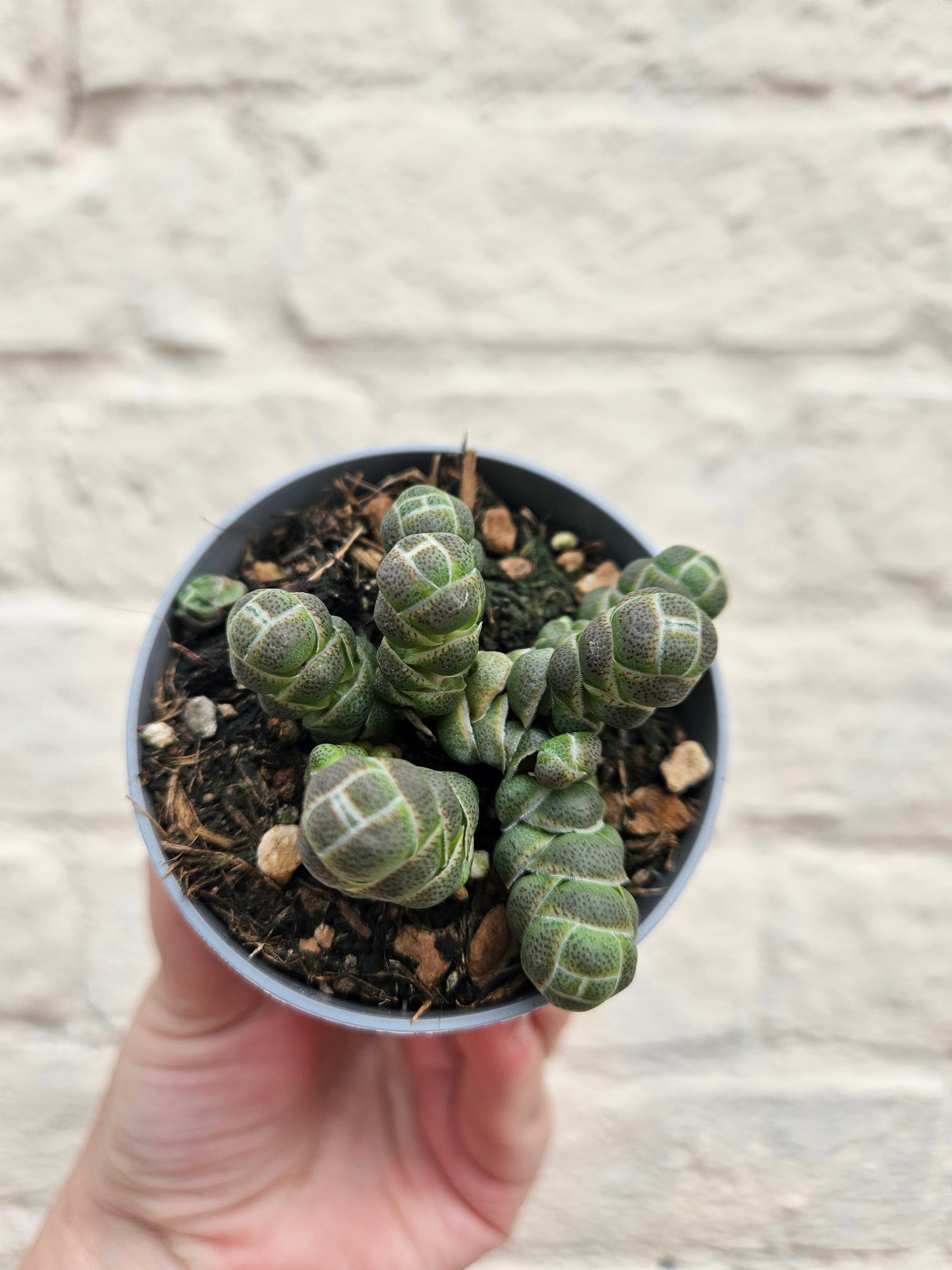 Crassula &