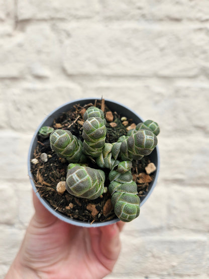 Crassula &