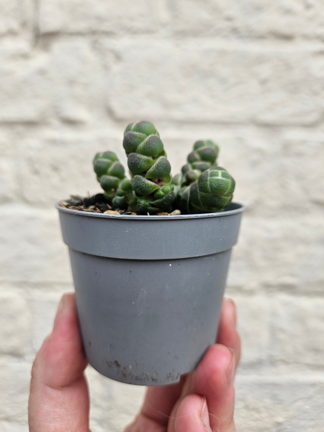 Crassula &