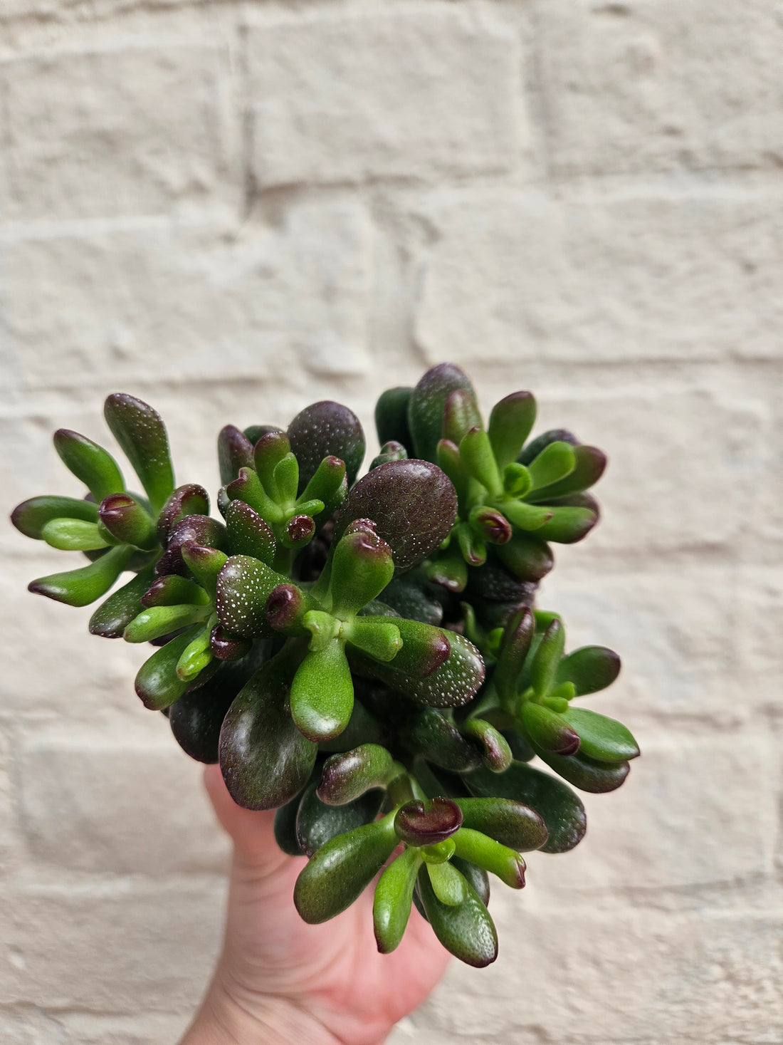 Crassula ovata &