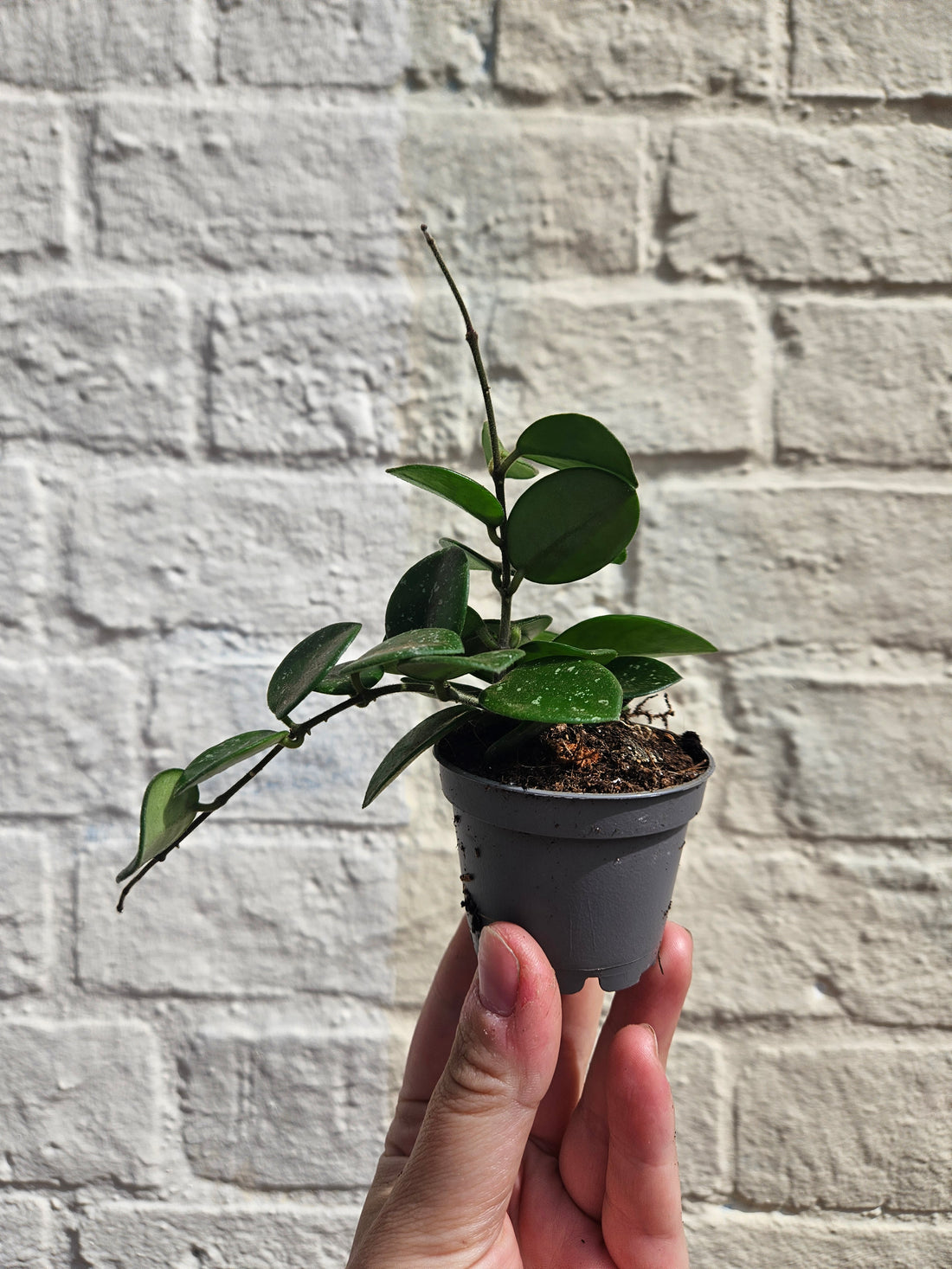 Hoya cv. &
