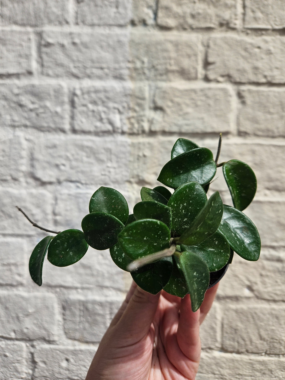 Hoya cv. &