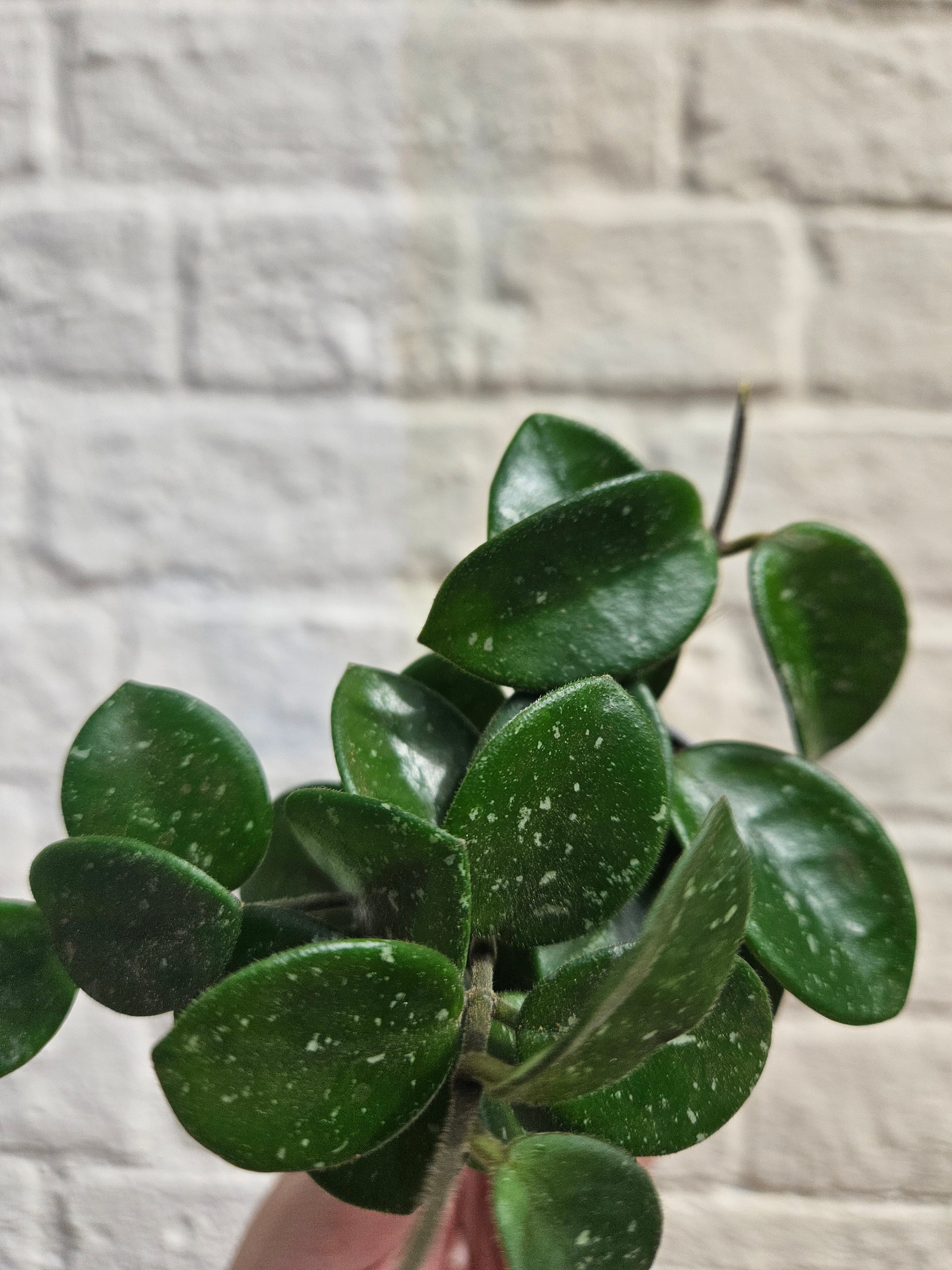 Hoya cv. &