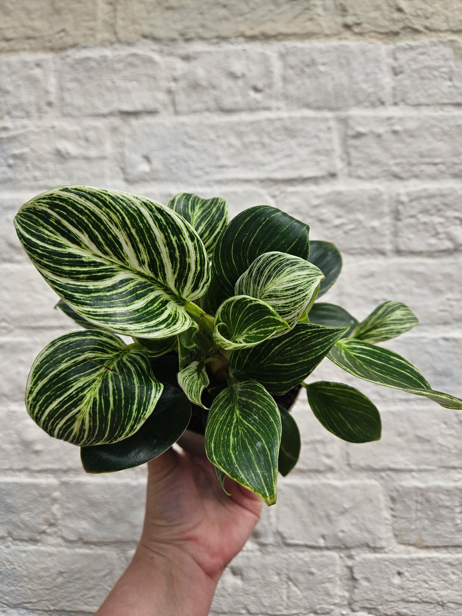 Philodendron birkin &
